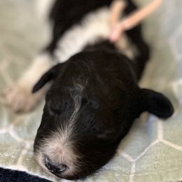 Loretta - Goldendoodle puppy from Life of the Parti Doodles