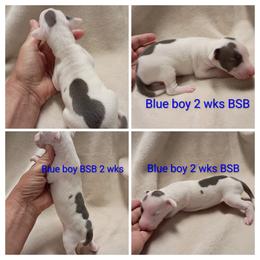 BSB - Blue male Italian Greyhound puppy in Babson Park, Florida from Quality Italian Greyhounds