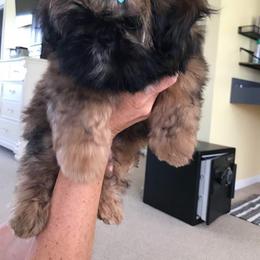 Shih Tzu Puppies from Marlene Kenney's Shih Tzus