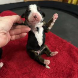 Diamond OFA - Black rust and white female Bernese Mountain Dog puppy in Strasburg, Ohio from Lois Allison