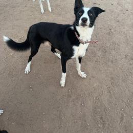 Gambit - Border Collie