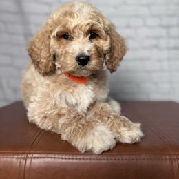 Mini Male Orange Collar - Apricot male Goldendoodle puppy in Piedmont, South Carolina from The Farm at Saluda Ridge