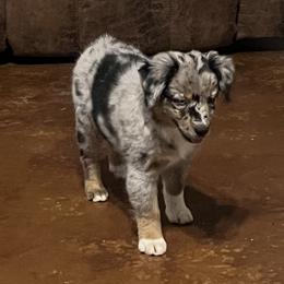 Wanda - Blue merle female Miniature Australian Shepherd puppy in Godley, Texas from Nana and Paws Aussies