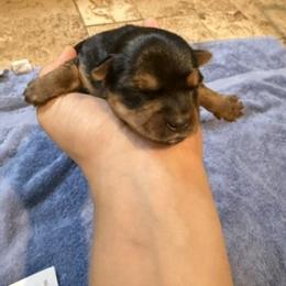 Tiana - Black and tan female Yorkshire Terrier puppy in Highland, Arkansas from Gilmore Yorkies