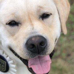 Labrador Retrievers from Salty Dog Retrievers