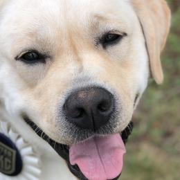 Labrador Retrievers from Salty Dog Retrievers