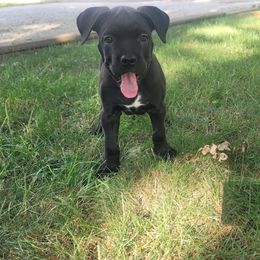 Rhiannon - Black female Cane Corso puppy in Mason City, Illinois from Red Wood Cane Corso