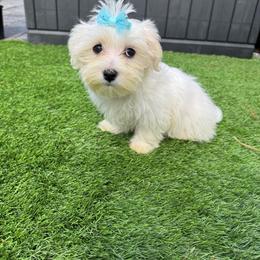 Blue girl - White female Maltese puppy in Massachusetts from Happy Tail Yorkies and Maltese