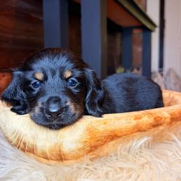 Sunny - Black and tan male Dachshund puppy in Washburn, Tennessee from Clinch Mountain Dachshunds