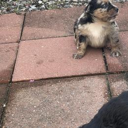 Australian Shepherd Puppies from Sarah Estes