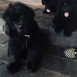 Pink Girl - Black female Newfoundland puppy in Richland, Washington from CBN