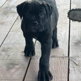 Vanta - Red fawn brindle female Bullmastiff puppy in South Attleboro, Massachusetts from Bessettes Bullies