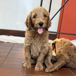 Bruno - Apricot male Goldendoodle puppy in Johnston, Rhode Island from Puppy Love Heaven