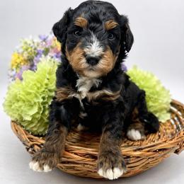 Oakley - Phantom male Bernedoodle puppy in Thornville, Ohio from Four Front Doodles & Friends
