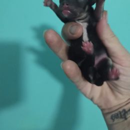 Chihuahua Puppies from CristinaXio Chihuahuas