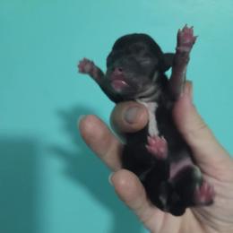 Chihuahua Puppies from CristinaXio Chihuahuas
