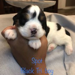 English Springer Spaniel Puppies from River’s Edge ~ English Springer Spaniels
