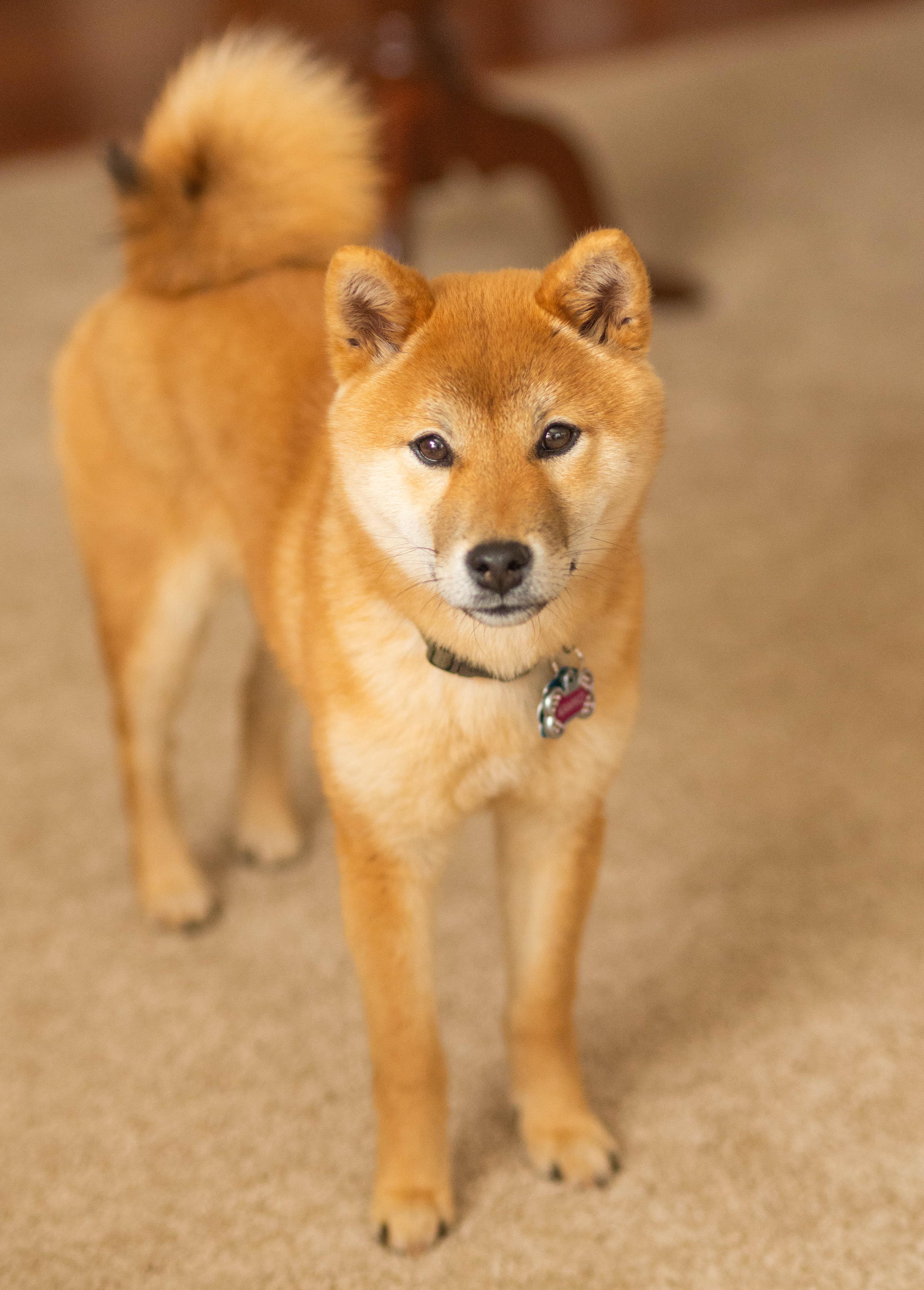 Kamiko
