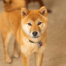 Kamiko - Shiba Inu