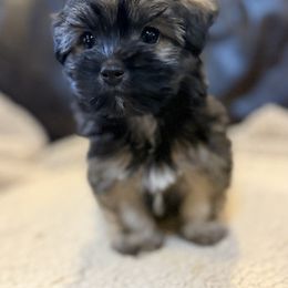Kipper - Fawn sable male Havanese puppy in Lancaster, South Carolina from 3 Bs Havanese-PUPPIES with  PURPOSE