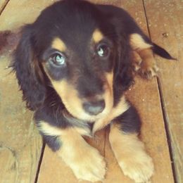 Dachshunds from Linda's Dachshunds