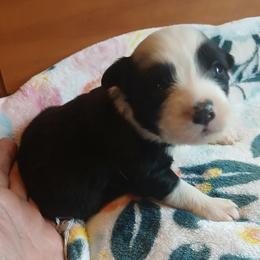 Sunny - Black & white female Miniature Australian Shepherd puppy in Penn Valley, California from Ghostfire Mini Aussies