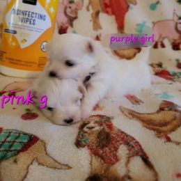 Maltese, Maltipoo, Poodle, and Shih Tzu Puppies from Marlees Puppies 1