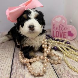 Female 6 - Tri-color female Bernedoodle puppy in Wytheville, Virginia from Pine Brook Pups