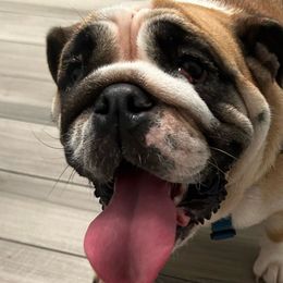 Zelda - Bulldog