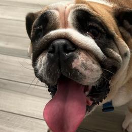 Zelda - Bulldog