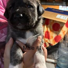 Boy 1 - Brindle male Anatolian Shepherd Dog puppy in Daggett, Michigan from T&S Anatolians