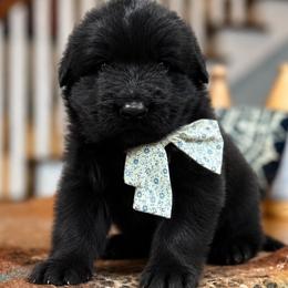 Red Collar - Male - Black male German Shepherd puppy in Charlotte, North Carolina from Zuflucht K9s