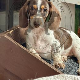 Raccoon - Piebald male Dachshund puppy in Fond Du Lac, Wisconsin from Clucking Homestead Springers & Dachshunds