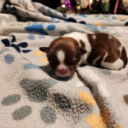Boy two - Tricolor male Shih Tzu puppy in New Bern, North Carolina from Kuddly Creatures