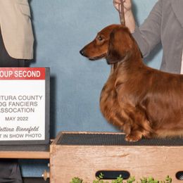 Dachshunds from Rare Treat Dachshunds