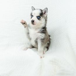 Lil Esther - Black and white female Pomsky puppy in Spring City, Pennsylvania from Pomsky Power Puppies