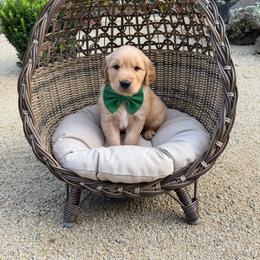 Green - Golden male Golden Retriever puppy in Shingle Springs, California from California Spaniels
