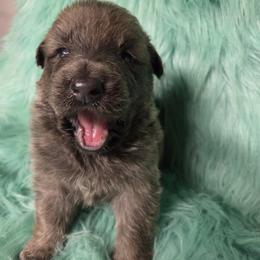 Gray Collar Boy - Sable male German Shepherd puppy in Dallas, Pennsylvania from Mountainside German Shepherds