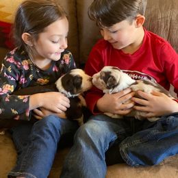 Miniature Australian Shepherd Puppies from BlueZion Aussies