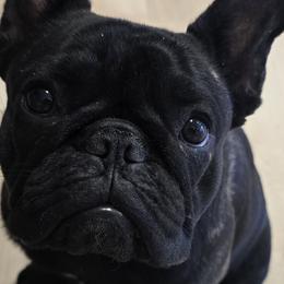 French Bulldogs and Shih Tzus from ZiaLine French Bulldogs