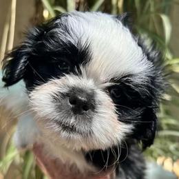 Ollie - Black and white male Shih Tzu puppy in Victorville, California from Precioustzus