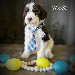 Bernedoodle Puppies from Hudson Shore Bernedoodles