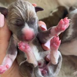 Dior - White and blue fawn female Italian Greyhound puppy in Southwest Florida, Florida from Woofford Italian Greyhounds