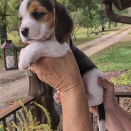 Percy Grace - Black tan and white female Beagle puppy in Jerome, Missouri from Beam's Beagles
