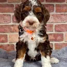 Orange - Tri-color male Bernedoodle puppy in Hesperia, Michigan from Red Acres Poodles & Doodles