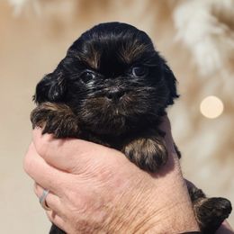 Edgar - Black and tan male Shih Tzu puppy in Jacksonville, Florida from Shih Tzus of Jacksonville