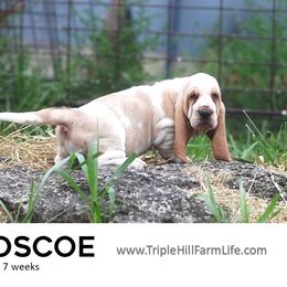 Roscoe - Red and white male Basset Hound puppy in Jefferson City, Missouri from Triple Hill Farm