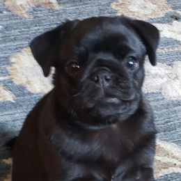 Boxers and Pugs from Willowbranch Canine Companions