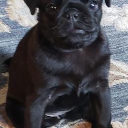 Boxers and Pugs from Willowbranch Canine Companions