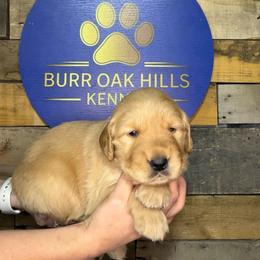 Second Pick - Golden female Golden Retriever puppy in Kimberly, Idaho from Burr Oak Hills Kennel